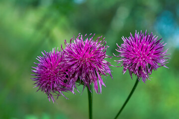 Wall Mural - milk thistle flowers on blurred green background