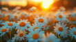 A landscape of white daisy blooms in a field against the setting sun at golden hour