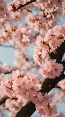 Wall Mural - beautiful japanese sakura