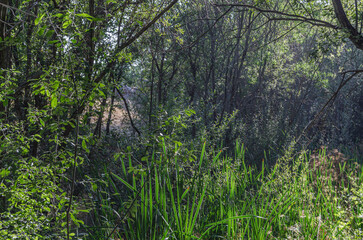 Vegetation in a forest in summer