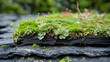 Layers of soil and vegetation on the green roof, showing insulation and waterproofing layers underneath.