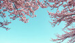 Soft focus cherry blossom petals drifting against clear blue sky - seasonal nature scene