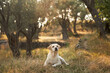 A serene Labrador Retriever dog rests in a sun-dappled olive grove. Pet in nature