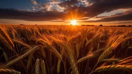 Wall Mural - Stunning sunset over a golden wheat field