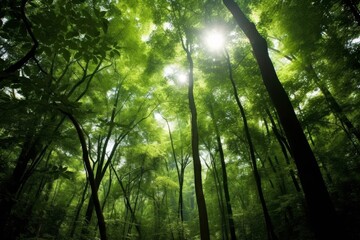 Poster - Lush green forest with sunlight streaming through the trees