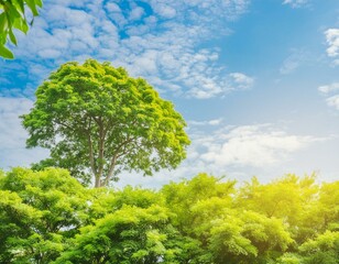 blur background of green tree with sky bokeh nature