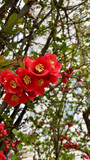 Fototapeta  - Red flowing quince in April