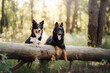 A Border Collie and a German Shepherd dogs sit side by side on a fallen log in the forest