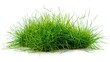 © Jelena - lush green grass tufts isolated on white background nature photography