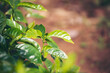 Banner Agriculture Green coffee tree growing berry bean plant. Coffee tree farm growth in eco organic garden. Panorama Fresh coffee bean green leaf bush berry plant arabica garden with copy space