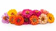 vibrant summer zinnia flower bouquet isolated on white background floral still life photo