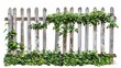 weathered wooden picket fence entwined with lush green foliage isolated on white showcasing the charm of rustic garden borders studio photo