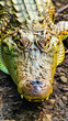 a fierce crocodile staring at the camera with intense powerful