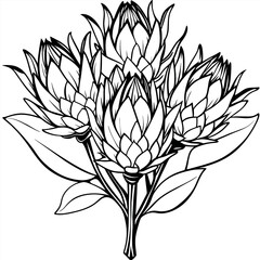 Protea flower outline illustration coloring book page design, Protea flower black and white line art drawing coloring book pages for children and adults