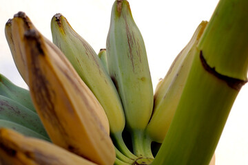 Sticker - Fresh banana fruit, Silver bluggoe or Musa ABB group banana