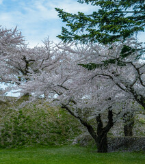 Wall Mural - Peach blossom landscape in full bloom