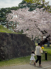 Wall Mural - Peach blossom landscape in full bloom