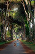  A person and their loyal dog share a moment on a tree-lined road, enveloped by natures embrace. The scene captures a bond and journey amidst serene woods