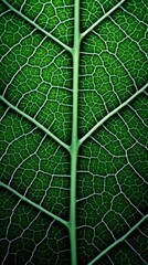 Wall Mural - close-up of a green leaf with intricate veins