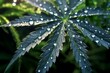 close-up of wet cannabis leaves with water droplets