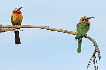 Wall Mural - White-Fronted Bee-Eater (Merops bullockoides). South Luangwa National Park. Zambia. Africa.