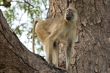 Wall Mural - Chacma Baboon (Papio ursinus). South Luangwa National Park. Zambia. Africa.