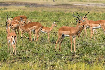 Wall Mural - Impala (Aepyceros melampus) in South Luangwa National Park. Zambia. Africa.