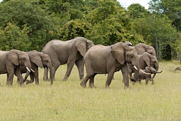 Wall Mural - View of a herd of African elephants (Loxodonta africana) in South Luangwa National Park. Zambia. Africa.
