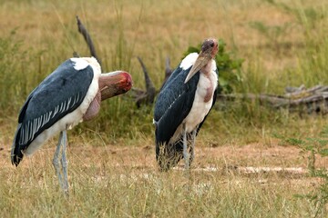 Wall Mural - Marabou Stork (Leptoptilos crumeniferus) in South Luangwa National Park. Zambia. Africa.