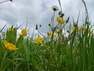 Sticker - daffodils in spring