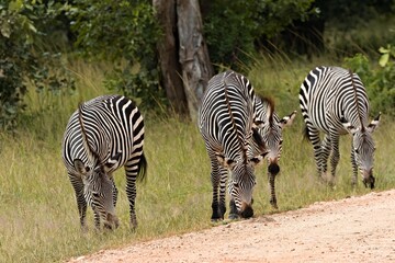 Wall Mural - Crawshay's Zebra (Equus quagga crawshayi). South Luangwa National Park. Zambia. Africa.