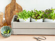 Fresh Herbs Grown in White Pots Inside a Gray Wooden Box in a Kitchen Setting