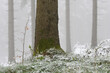 Wald nach Wintereinbruch im Frühling, Thüringer Wald, Deutschland