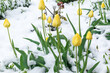 Blooming yellow tulips covered with snow. Abnormal cold snap.