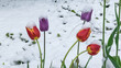Bright tulips covered with snow. Abnormal cold snap.