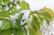 Cherry branches covered with snow, Abnormal cold snap.