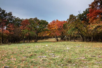 Wall Mural - Autumn in the forest.