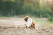 An Australian Terrier dog intently chases a toy showcasing determination and athleticism on a sandy path. This image captures the terrier's intense focus and the action-packed thrill of the gam