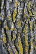 Tree bark texture