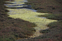 Coastal Wetlands In Northern California