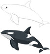 Simple vector art of a beluga and orca whale.