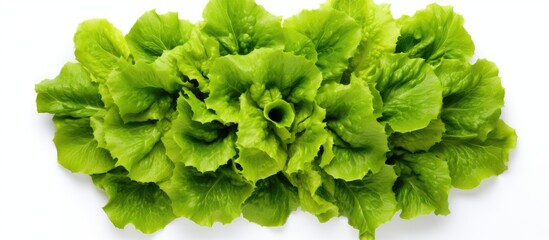 Poster - Top view of a fresh green batavia lettuce salad head isolated on a white background with copy space showcasing its crinkled leaves and organic vegan and vegetarian nutrition