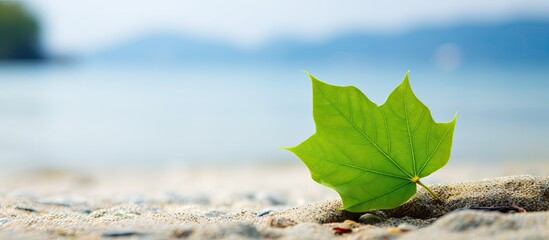 Aufkleber - A high quality photo of a green leaf placed on a stone against a sandy beach background with copy space