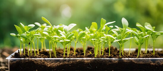 Poster - Close up of seedlings in an eco friendly container showcasing new green sprouts with a copy space image held by a gardener