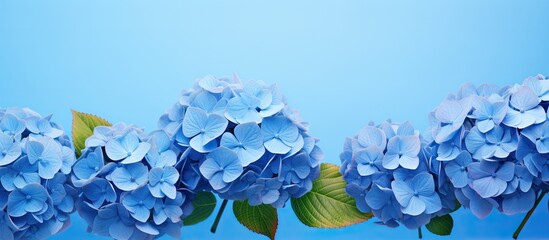 Poster - Blue hydrangea flowers against a copy space image of a blue background