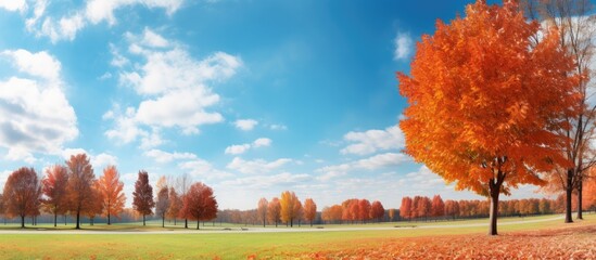 Poster - Autumn park scenery with vibrant leaves against a backdrop of the sky Perfect for a copy space image