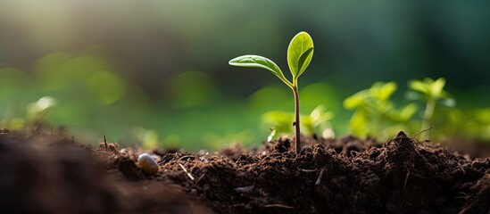 Poster - A green sprout emerging from a seed planted in nutrient rich organic soil with a pleasant copy space image