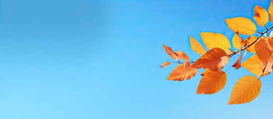 Poster - An autumn background with close up leaf details showcasing orange and yellow leaves beautifully framing against a serene blue sky Copy space image