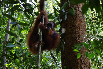 Wall Mural - Sumatran orangutan in Gunung Leuser National Park, North Sumatra, Indonesia