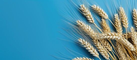 Poster - Copy space image of wheat or barley ears viewed from the top against a blue background